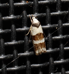 Eulechria triferella