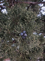 Juniperus chinensis