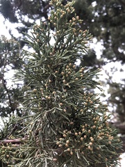 Juniperus chinensis
