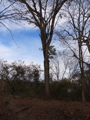 Leucaena pulverulenta