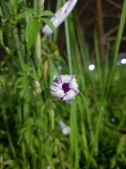 Ipomoea cairica