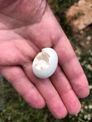 Chrysococcyx caprius