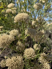 Ozothamnus pholidotus