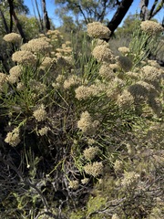 Ozothamnus pholidotus