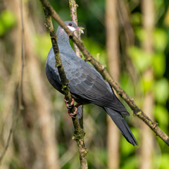Columba vitiensis