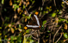 Adelpha fessonia