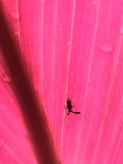 Cryptanusia