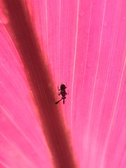 Cryptanusia