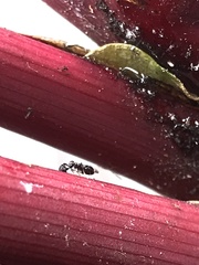 Cryptanusia