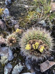 Parodia mammulosa