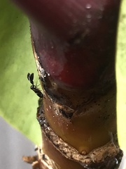 Cryptanusia