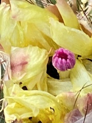 Parodia mammulosa