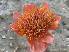 Haemanthus coccineus