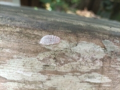 Coelostomidia