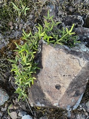 Doryopteris triphylla image