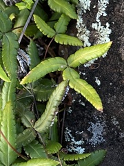 Doryopteris triphylla image