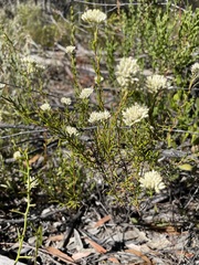 Ozothamnus retusus