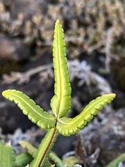 Doryopteris triphylla image