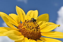 Tomentgaurotes batesi