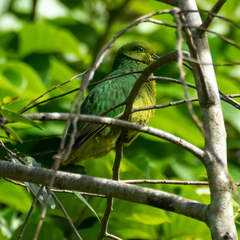 Ptilinopus luteovirens