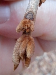 Meliosma myriantha