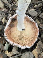 Amanita velosa