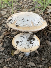 Amanita velosa