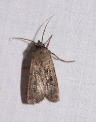 Agrotis
