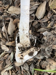 Amanita velosa