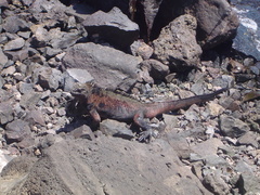 Amblyrhynchus cristatus hassi