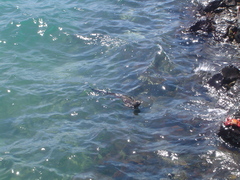 Amblyrhynchus cristatus hassi