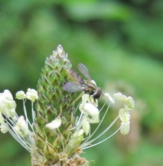 Toxomerus marginatus