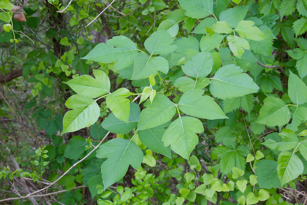 poison ivy (Flowering Plants of Southwest Nature Preserve) · iNaturalist