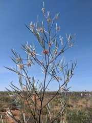 Grevillea refracta