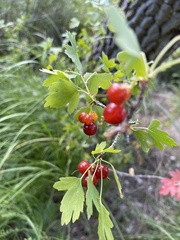Ribes aureum