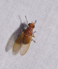Meiosimyza appula