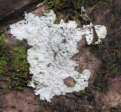 Caliciaceae