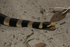 Laticauda saintgironsi