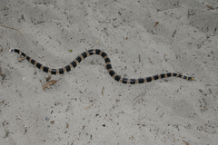 Laticauda saintgironsi