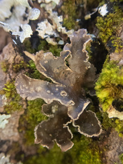 Lobaria anomala