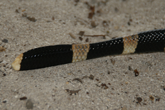 Laticauda saintgironsi