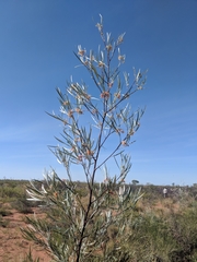 Grevillea refracta