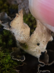 Lobaria anomala