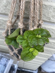 Pilea nummulariifolia