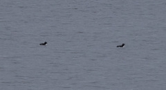 Fratercula corniculata