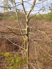 Vachellia campechiana