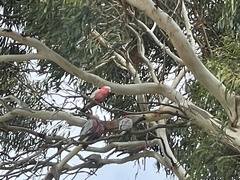 Eolophus roseicapilla albiceps