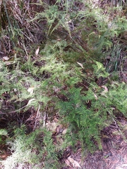 Gleichenia microphylla