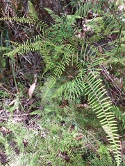 Gleichenia microphylla