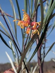Grevillea refracta